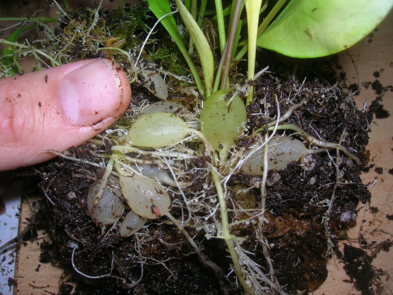 Utricularia alpina Dscn8013