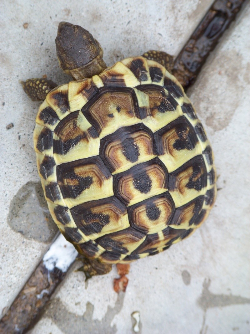 un an aprés... Tortue11