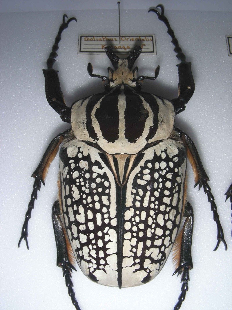 Goliathus orientalis Dscn1510