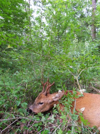 Mes sorties, Pirsch Affût  -  Saison de chasse 2010/2011 - Page 21 Sdc10015