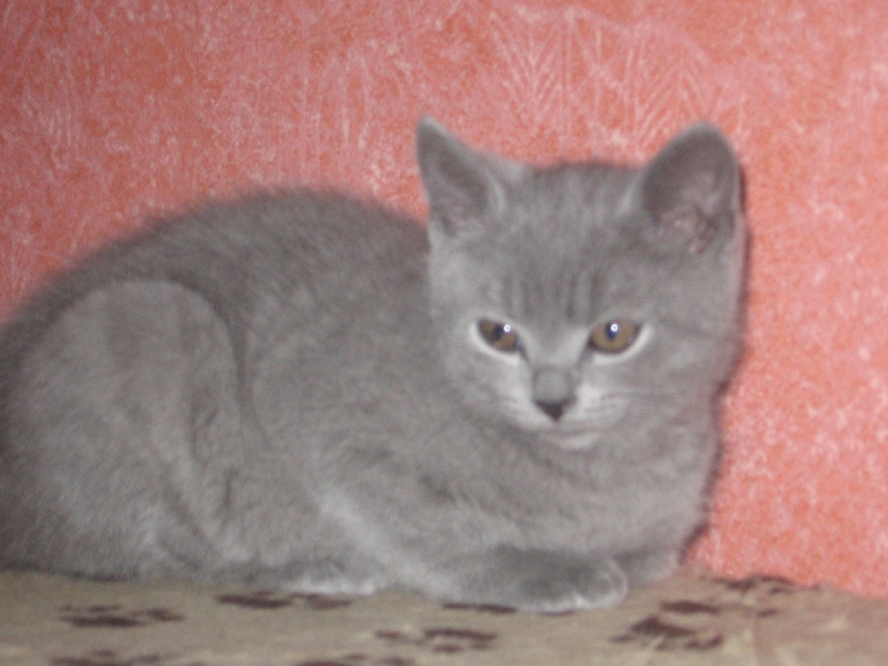 Chatons femelles chartreux 17110