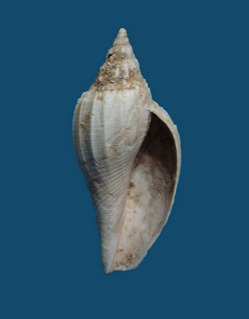 Volutidae - †Athleta cithara, Lamarck 1802 Athlci11