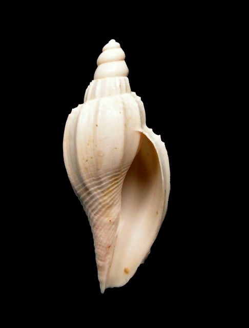 Volutidae - † Athleta citharoedus, Holten 1802 (juvénile) Athlci15