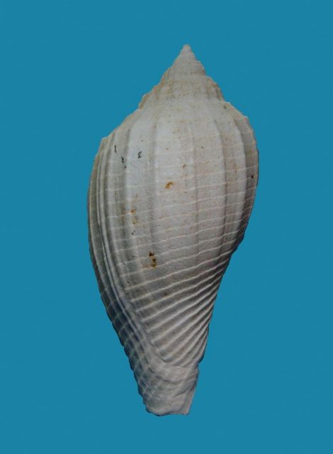 Volutidae - † Athleta (Neoathleta) mutatus (Deshayes, 1835) - Bartonien inf. (Bassin parisien) Athlmu10