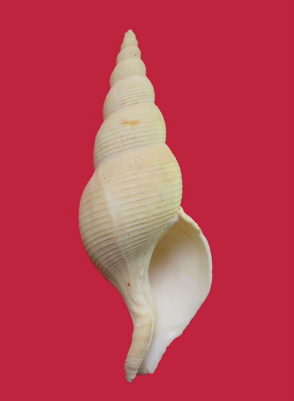 Buccinidae Colus islandicus (Mohr, 1786) C0luis11
