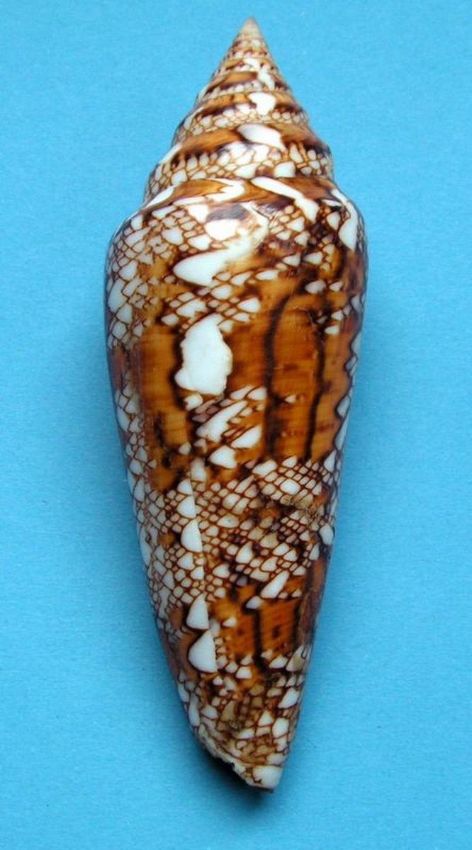Conus (Cylinder) bengalensis   Okutani, 1968 - Page 3 C_beng10