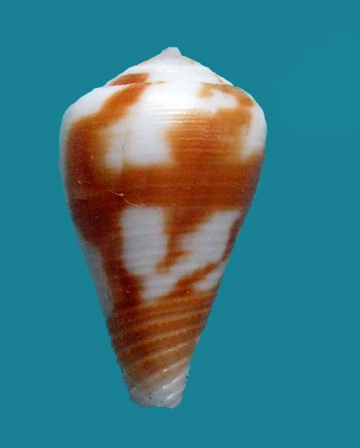 Conus (Leporiconus) coffeae  Gmelin, 1791 C_coff10