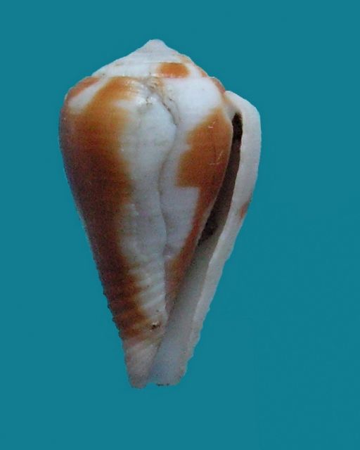 Conus (Leporiconus) coffeae  Gmelin, 1791 C_coff11