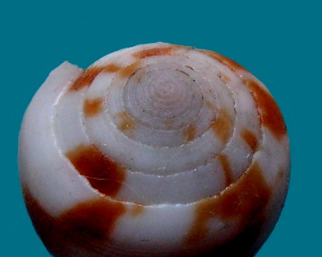 Conus (Leporiconus) coffeae  Gmelin, 1791 C_coff12