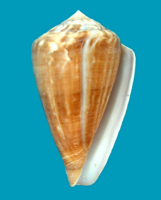 Conus hyaena syn. mutabilis, Chemnitz, J.H. Reeve 1844 ???? C_haye11