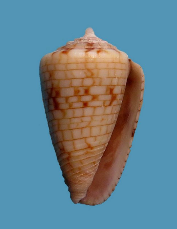 Conidae Conus (Quasiconus) melvilli   GB Sowerby III, 1879  C_melv11