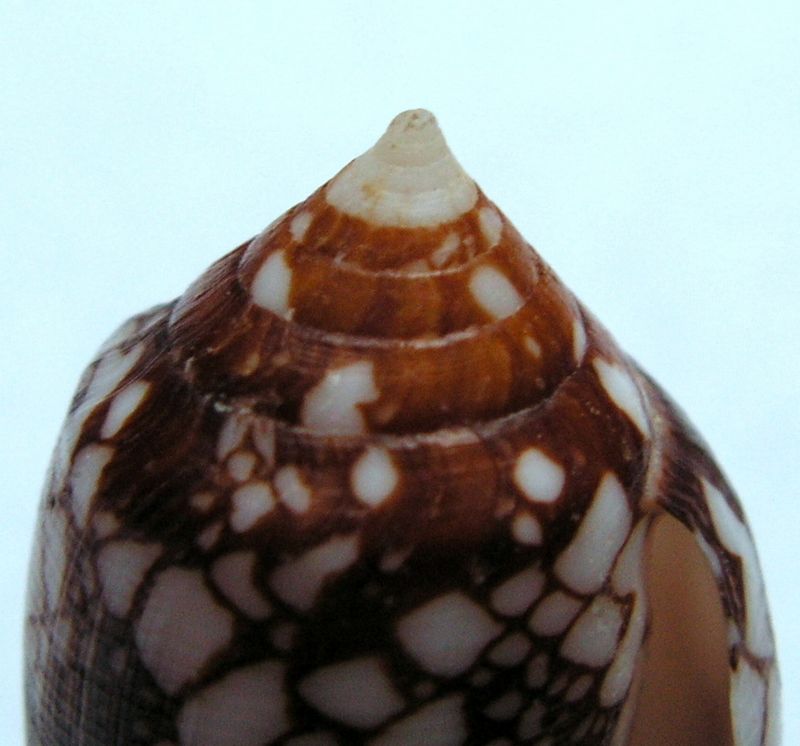 Conus (Darioconus) michelcharlesi (Monnier, Limpalaer & Prugnaud, 2020) C_mich11