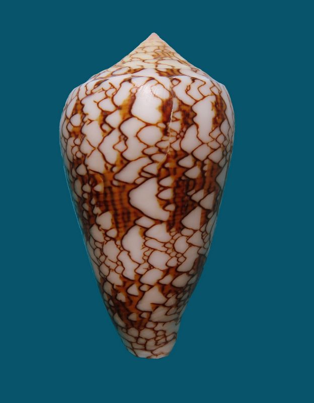 Conus (Cylinder) neovicarius   da Motta, 1982 - Page 2 C_neov10