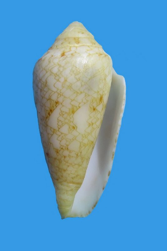 Conus (Cylinder) nodulosus (Sowerby II, 1866)  C_nodu11