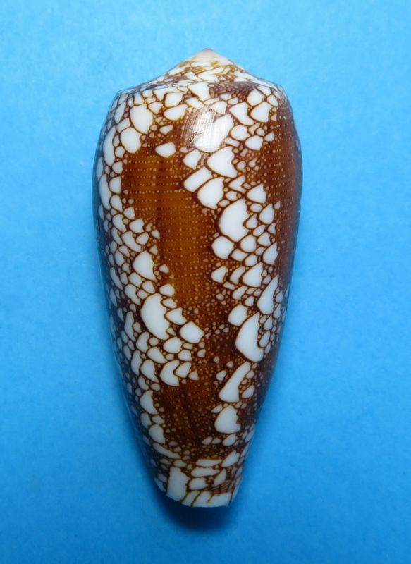 Conus (Darioconus) omaria magoides   Melvill, 1900 C_omar10