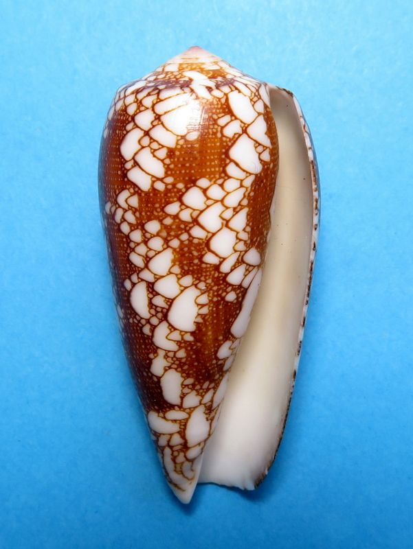 Conus (Darioconus) omaria magoides   Melvill, 1900 C_omar13