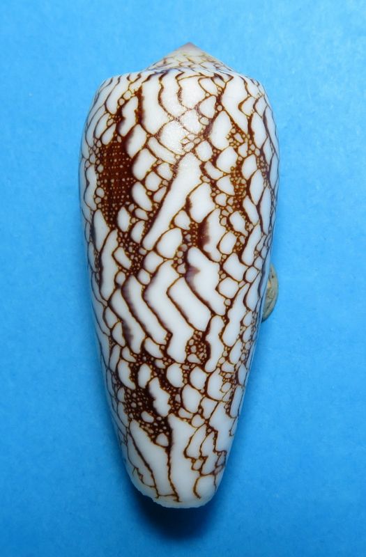 Conus (Darioconus) omaria magoides   Melvill, 1900 C_omar14