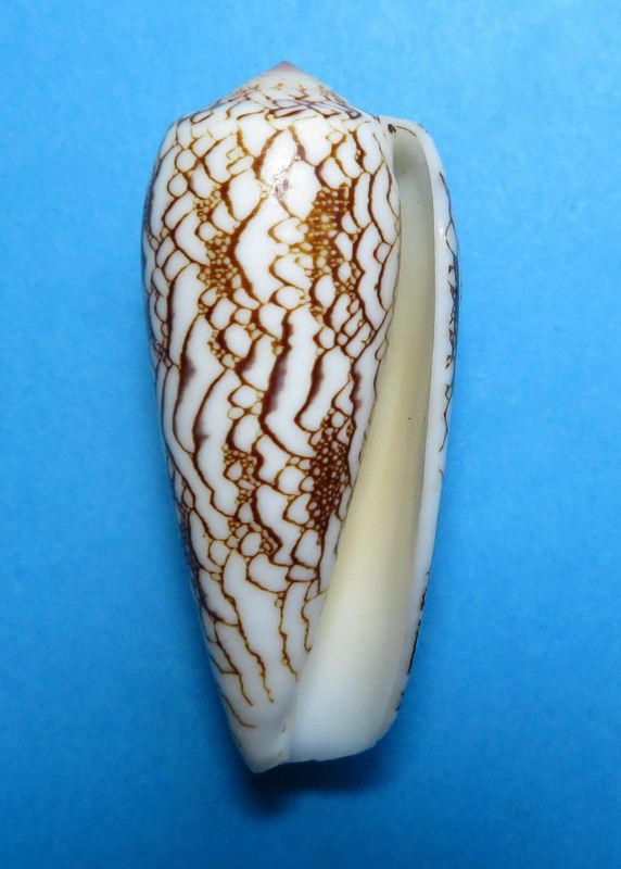 Conus (Darioconus) omaria magoides   Melvill, 1900 C_omar15