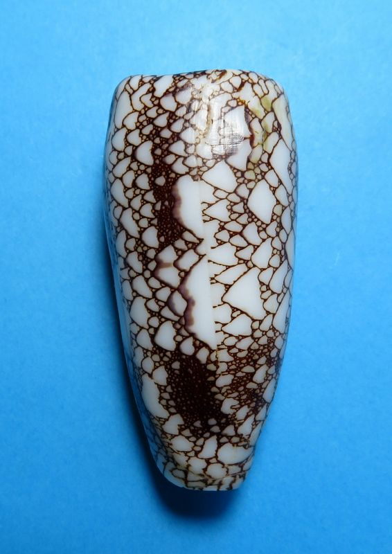 Conus (Darioconus) omaria magoides   Melvill, 1900 C_omar16