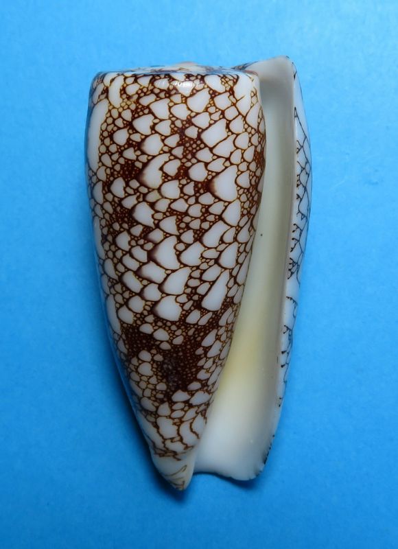 Conus (Darioconus) omaria magoides   Melvill, 1900 C_omar17