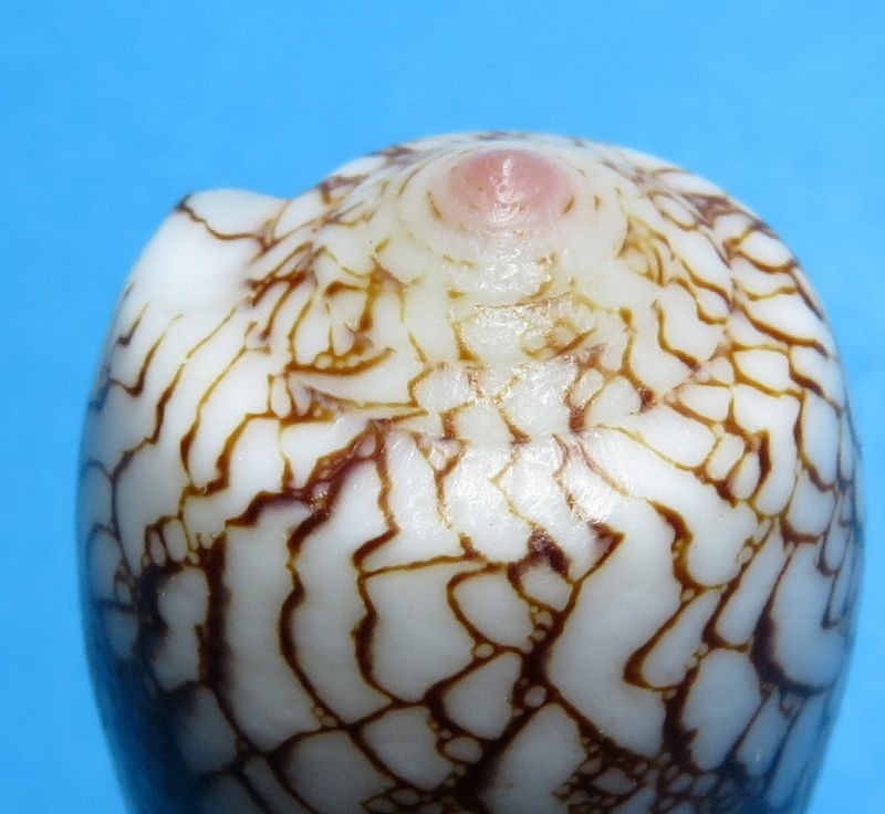 Conus (Darioconus) omaria magoides Melvill, 1900 C_omar18