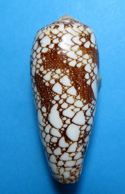 Conus (Darioconus) omaria magoides   Melvill, 1900 C_omar19