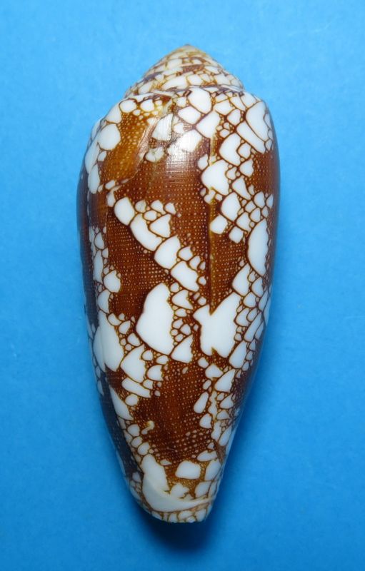 Conus (Darioconus) omaria magoides   Melvill, 1900 C_omar22