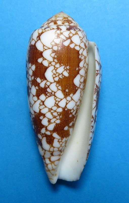 Conus (Darioconus) omaria magoides   Melvill, 1900 C_omar23