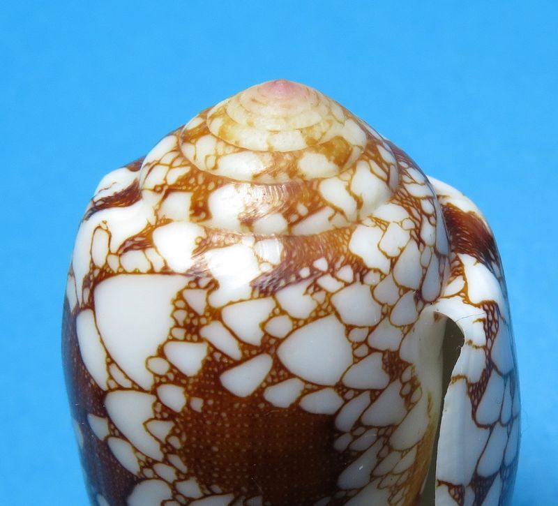 Conus (Darioconus) omaria magoides   Melvill, 1900 C_omar24