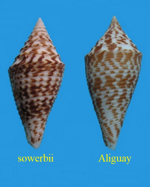 Conus praecellens sowerbii (Reeve, 1849) - eau profonde C_prae12