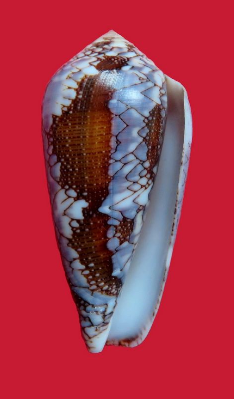 Conus (Darioconus) pennaceus Born, 1778  du Mozambique C_prae17
