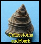  AAA Vignettes galerie fossiles Callau11
