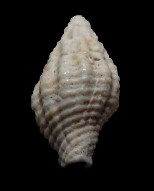 Pisaniidae - † Cantharus cancellaroides, Basterot 1825 Cantca12