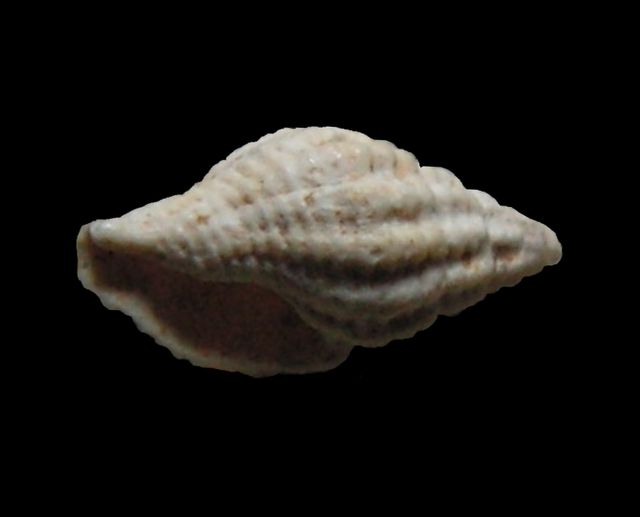 Pisaniidae - † Cantharus cancellaroides, Basterot 1825 Cantca13
