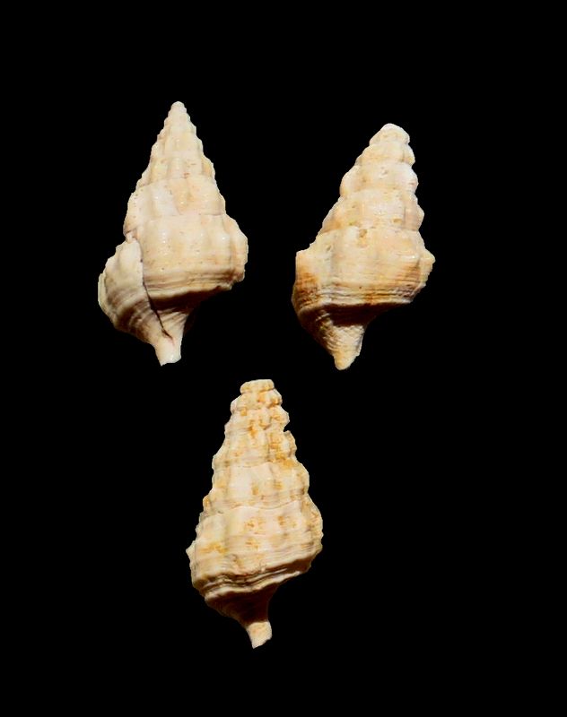 Batillariidae - † Batillaria (Cerithium) peyroti, Dollfus 1909 Ceripe12