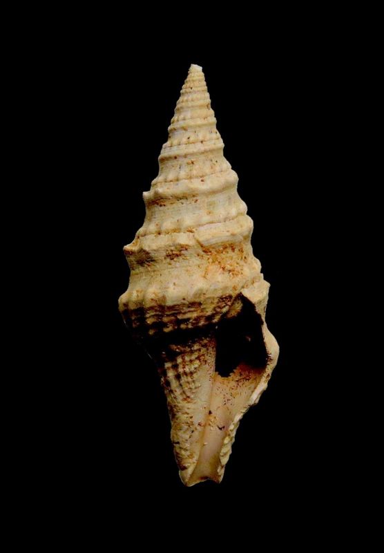 Clavatulidae - † Clavatula asperulata spinosa (Defrance, 1826) Claspe11