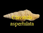 AAA Vignettes galerie fossiles Clavas13