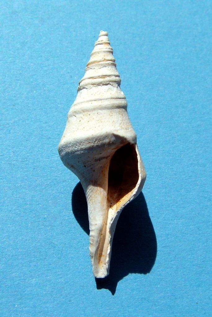 Clavatulidae- † Clavatula (Perrona) carinifera, Grateloup 1832 var. burdigalensis - Aquitaine Clavca13