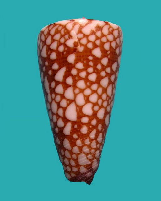 Conus (Eugeniconus) gisellelieae (Parsons, Abbas & Lie, 2020) Conugi13