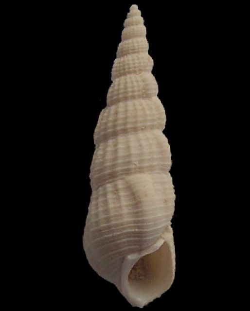 Diastomatidae - † Diastoma costellatum (Lamarck 1804) Diatco11