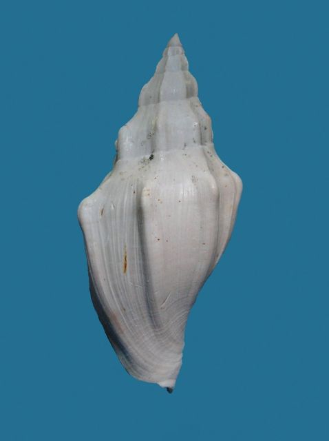 Volutidae - † Eopsephaea costaria ( Lamarck 1802) Eopsco10