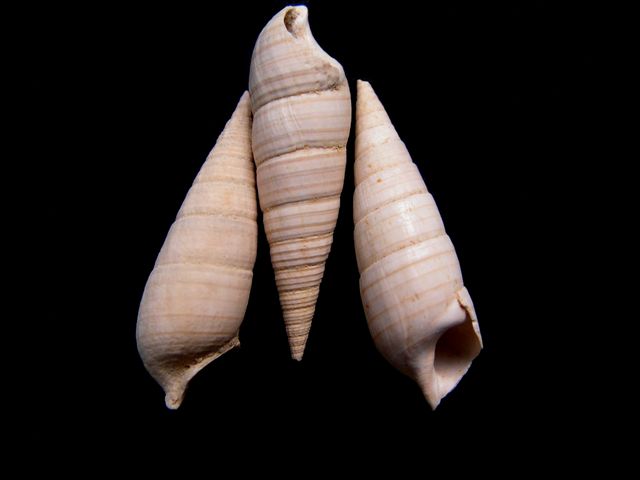 Cerithiidae - † Granulolabium substriatum, Lamarck 1804 Gransu11