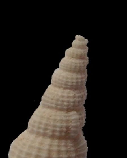 Cerithiidae - † Hemicerithium incommodum (Deshayes, 1864) ??? Hemiin13