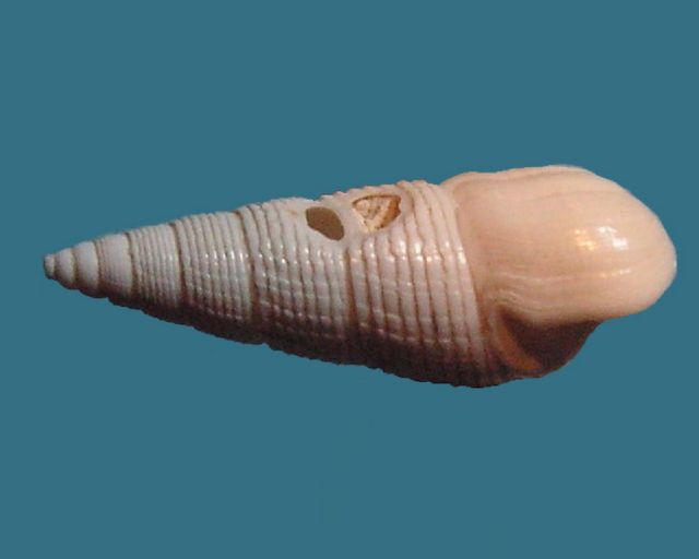 Cerithiidae - † Keilostoma submarginatum, A d’Orbigny 1850 Keilsu10