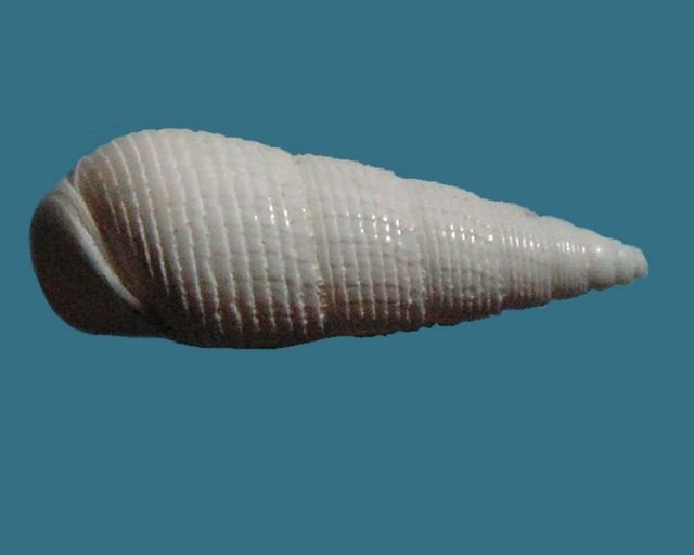 Cerithiidae - † Keilostoma submarginatum, A d’Orbigny 1850 Keilsu13