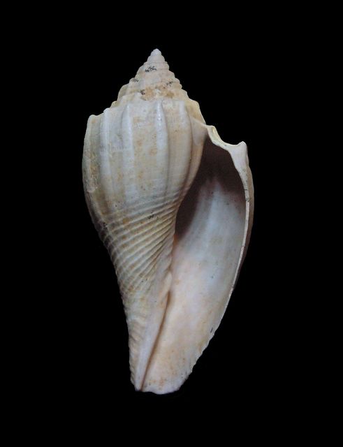 Volutidae - † Lyria subturgidula (A d' Orbigny, 1850) ???? Lyrisu15
