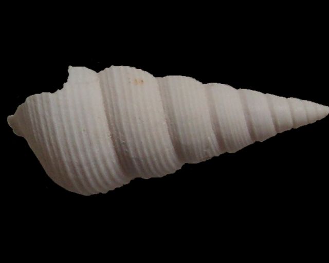 Turritellidae - † Sigmesalia turbinoides (Deshayes, 1833) Mesatu13