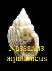  AAA Vignettes galerie fossiles Nassaq10