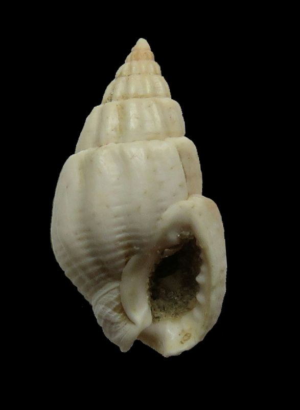 Nassariidae - † Nassarius (Phrontis) incommodans ( Peyrot 1924) Nassin12