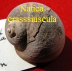  AAA Vignettes galerie fossiles Natimu10